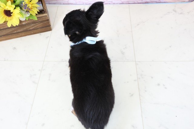 徳島県のチワワ(ロング) (Coo&RIKU徳島店/2026年1月14日生まれ/男の子/ブラックタンホワイト)の子犬の4枚目の画像