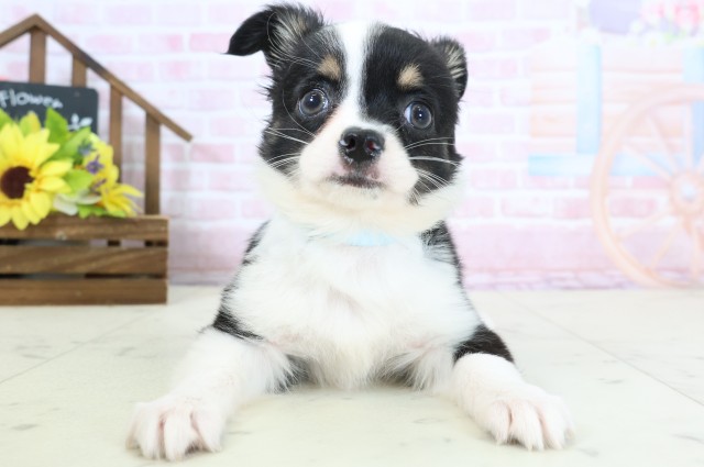 チワワ（ロングコート）