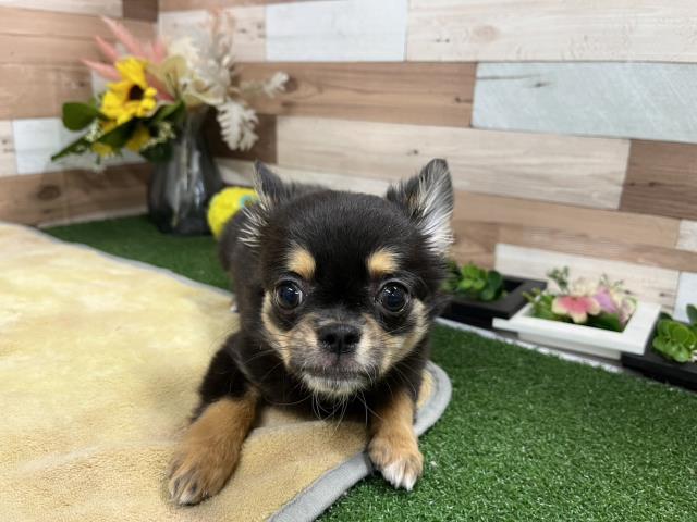 チワワ(ロングコート)