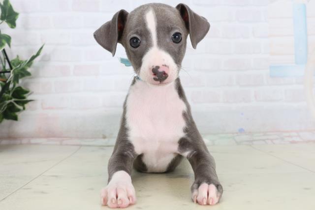新潟県のイタリアングレーハウンド (Coo&RIKU新潟東店/2026年1月15日生まれ/男の子/ブルーホワイト)の子犬
