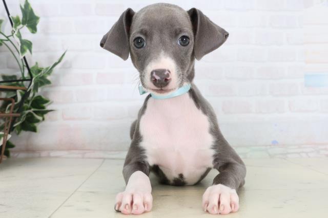 秋田県のイタリアングレーハウンド (Coo&RIKU秋田店/2026年1月15日生まれ/男の子/ブルーホワイト)の子犬の1枚目の画像