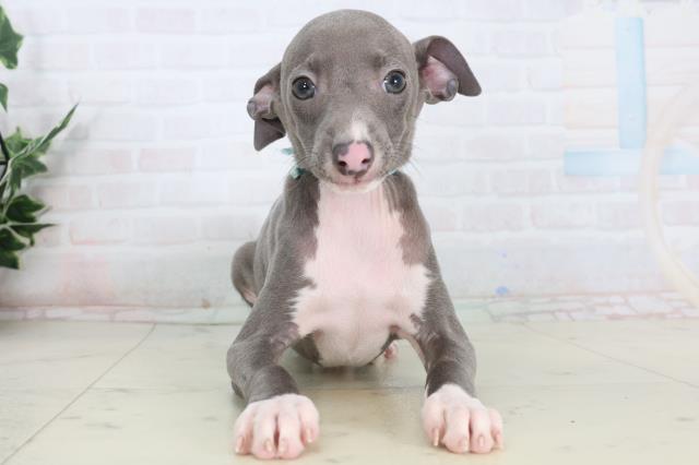 高知県のイタリアングレーハウンド (Coo&RIKU高知御座店/2026年1月15日生まれ/男の子/ブルーホワイト)の子犬