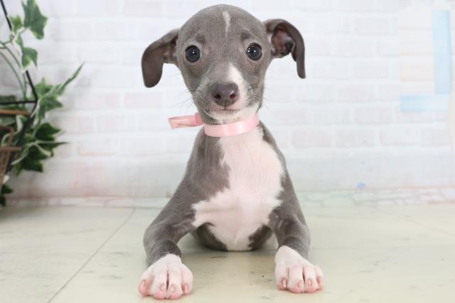新潟県のイタリアングレーハウンド (Coo&RIKUイオンモール新発田店/2026年1月15日生まれ/女の子/ブルーホワイト)の子犬