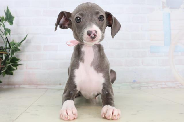 イタリアングレーハウンド