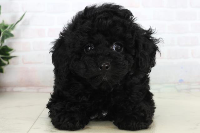 高知県のトイプードル(トイ) (Coo&RIKU高知御座店/2026年1月15日生まれ/男の子/ブラック)の子犬の1枚目の画像
