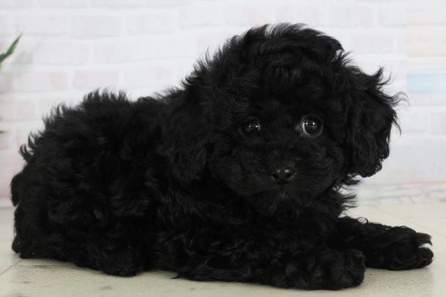 高知県のトイプードル(トイ) (Coo&RIKU高知御座店/2026年1月15日生まれ/男の子/ブラック)の子犬の2枚目の画像