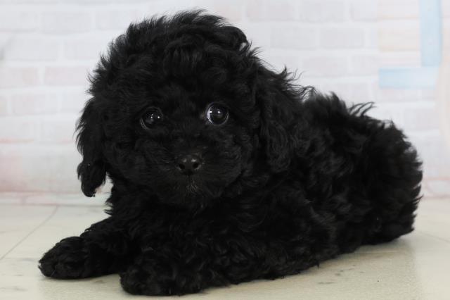 高知県のトイプードル(トイ) (Coo&RIKU高知御座店/2026年1月15日生まれ/男の子/ブラック)の子犬の3枚目の画像