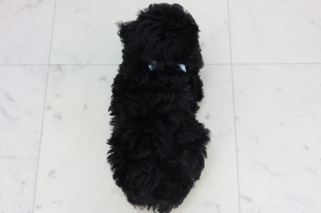高知県のトイプードル(トイ) (Coo&RIKU高知御座店/2026年1月15日生まれ/男の子/ブラック)の子犬の4枚目の画像