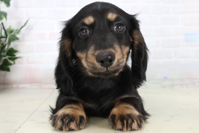 高知県のミニチュアダックスフンド(ロング) (Coo&RIKU高知御座店/2026年1月16日生まれ/男の子/ブラックタン)の子犬の1枚目の画像