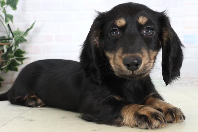 高知県のミニチュアダックスフンド(ロング) (Coo&RIKU高知御座店/2026年1月16日生まれ/男の子/ブラックタン)の子犬の2枚目の画像