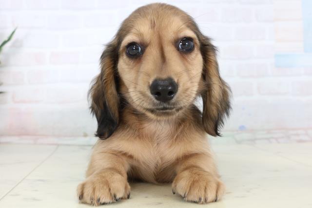 広島県のミニチュアダックスフンド(ロング) (Coo&RIKU広島中央店/2026年1月16日生まれ/男の子/レッド)の子犬