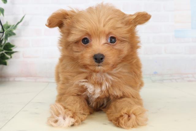 新潟県のポメプー(ポメラニアン×プードル) (Coo&RIKU新潟東店/2026年1月17日生まれ/男の子/アプリコット)の子犬