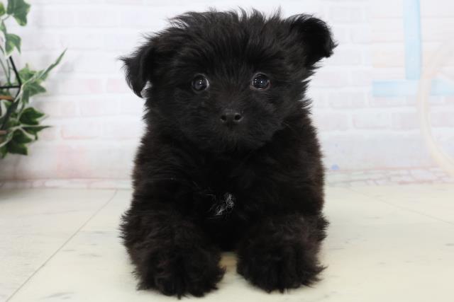愛媛県のポメプー(ポメラニアン×プードル) (Coo&RIKUイオンタウン川之江店/2026年1月17日生まれ/男の子/ブラック)の子犬の1枚目の画像