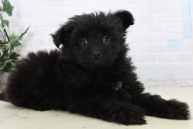 愛媛県のポメプー(ポメラニアン×プードル) (Coo&RIKUイオンタウン川之江店/2026年1月17日生まれ/男の子/ブラック)の子犬の2枚目の画像