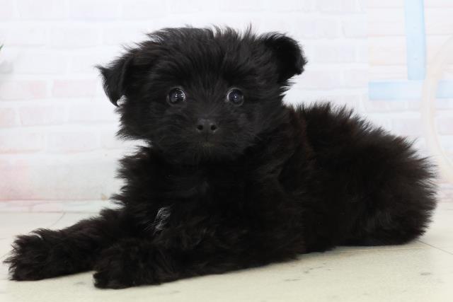 愛媛県のポメプー(ポメラニアン×プードル) (Coo&RIKUイオンタウン川之江店/2026年1月17日生まれ/男の子/ブラック)の子犬の3枚目の画像