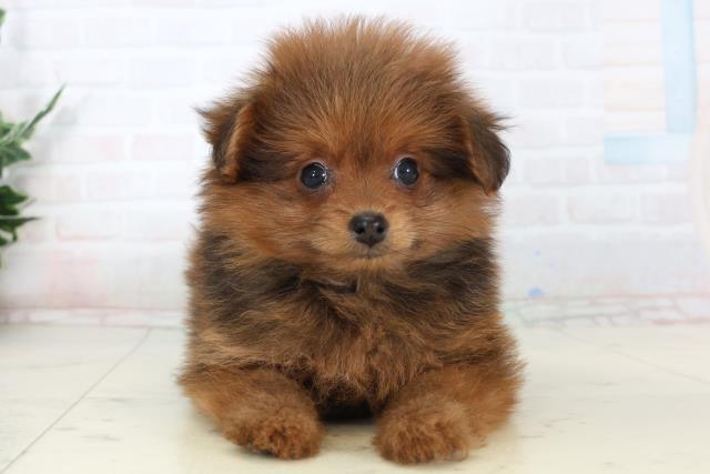 高知県のポメプー(ポメラニアン×プードル) (Coo&RIKU高知御座店/2026年1月17日生まれ/女の子/レッド)の子犬