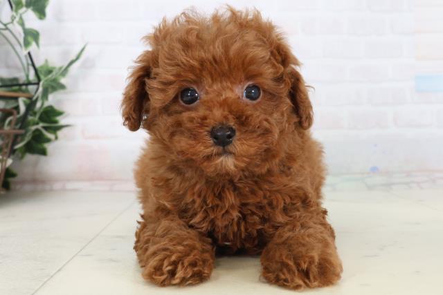 トイ・プードル