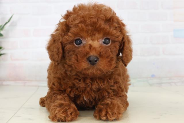 トイ・プードル