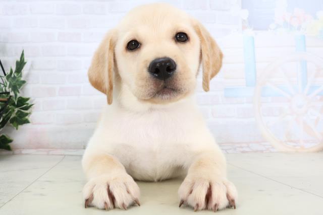 島根県のラブラドールレトリーバー (Coo&RIKU出雲店/2026年1月14日生まれ/男の子/イエロー)の子犬の1枚目の画像