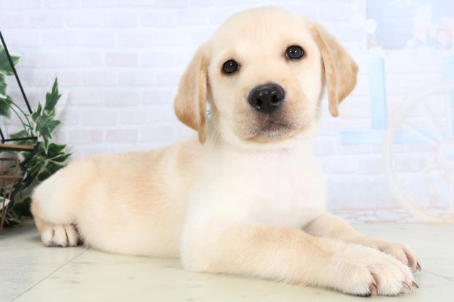 島根県のラブラドールレトリーバー (Coo&RIKU出雲店/2026年1月14日生まれ/男の子/イエロー)の子犬の2枚目の画像