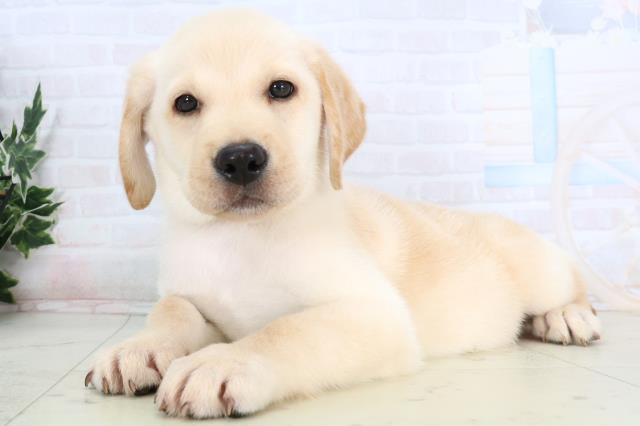 島根県のラブラドールレトリーバー (Coo&RIKU出雲店/2026年1月14日生まれ/男の子/イエロー)の子犬の3枚目の画像