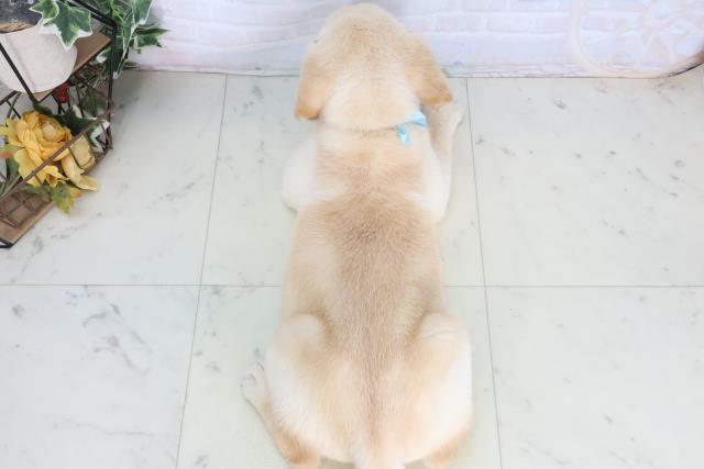 島根県のラブラドールレトリーバー (Coo&RIKU出雲店/2026年1月14日生まれ/男の子/イエロー)の子犬の4枚目の画像