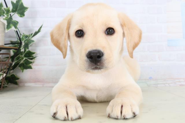 広島県のラブラドールレトリーバー (Coo&RIKU福山店/2026年1月14日生まれ/男の子/イエロー)の子犬の1枚目の画像