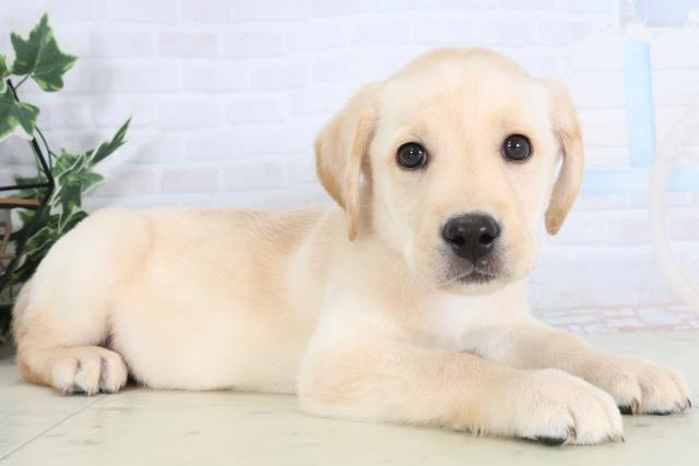 広島県のラブラドールレトリーバー (Coo&RIKU福山店/2026年1月14日生まれ/男の子/イエロー)の子犬の2枚目の画像