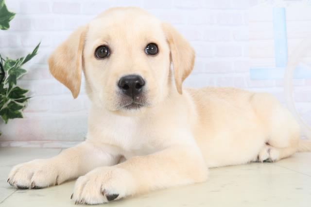 広島県のラブラドールレトリーバー (Coo&RIKU福山店/2026年1月14日生まれ/男の子/イエロー)の子犬の3枚目の画像