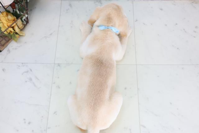 広島県のラブラドールレトリーバー (Coo&RIKU福山店/2026年1月14日生まれ/男の子/イエロー)の子犬の4枚目の画像