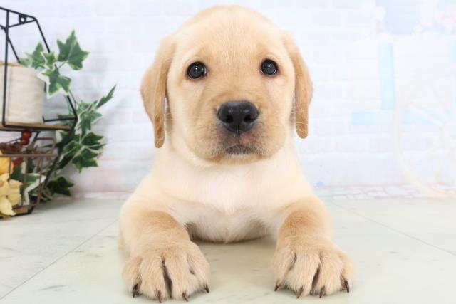新潟県のラブラドールレトリーバー (Coo&RIKU新潟東店/2026年1月14日生まれ/男の子/イエロー)の子犬