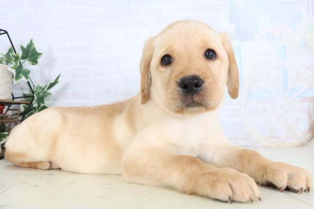 新潟県のラブラドールレトリーバー (Coo&RIKU新潟東店/2026年1月14日生まれ/男の子/イエロー)の子犬の2枚目の画像