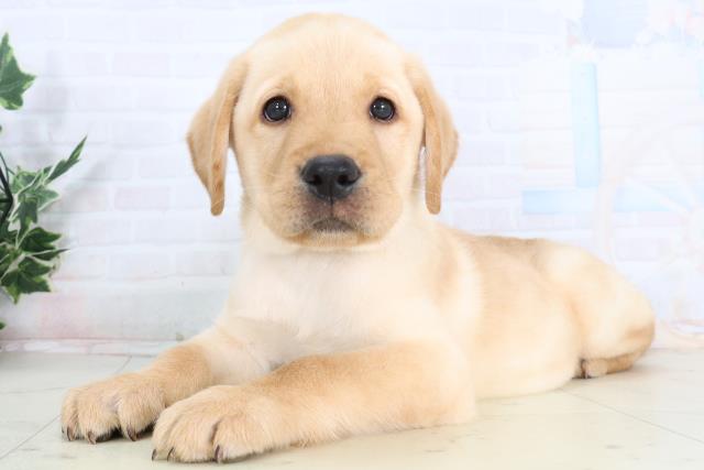 新潟県のラブラドールレトリーバー (Coo&RIKU新潟東店/2026年1月14日生まれ/男の子/イエロー)の子犬の3枚目の画像