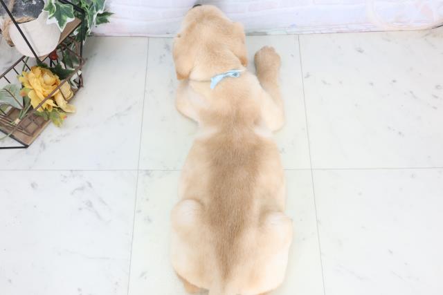 新潟県のラブラドールレトリーバー (Coo&RIKU新潟東店/2026年1月14日生まれ/男の子/イエロー)の子犬の4枚目の画像