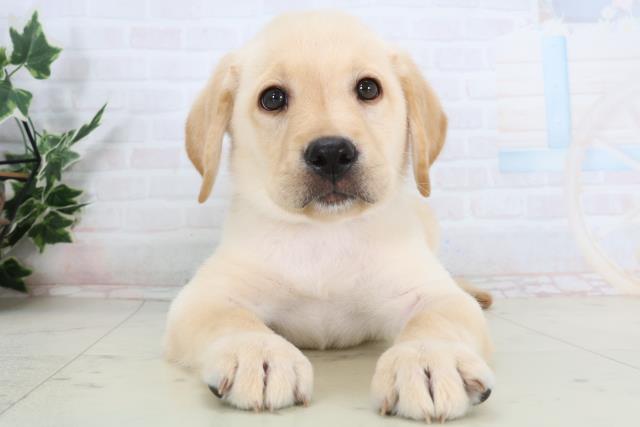 福岡県のラブラドールレトリーバー (Coo&RIKU行橋店/2026年1月14日生まれ/男の子/イエロー)の子犬の1枚目の画像