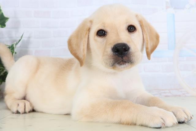 福岡県のラブラドールレトリーバー (Coo&RIKU行橋店/2026年1月14日生まれ/男の子/イエロー)の子犬の2枚目の画像