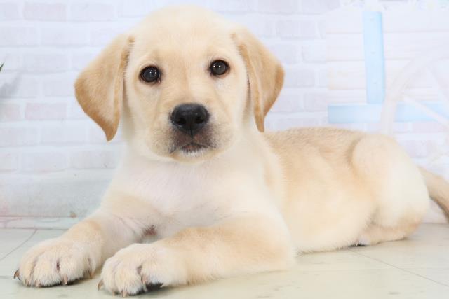 福岡県のラブラドールレトリーバー (Coo&RIKU行橋店/2026年1月14日生まれ/男の子/イエロー)の子犬の3枚目の画像