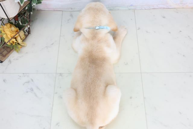 福岡県のラブラドールレトリーバー (Coo&RIKU行橋店/2026年1月14日生まれ/男の子/イエロー)の子犬の4枚目の画像