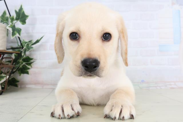 福岡県のラブラドールレトリーバー (Coo&RIKU大牟田店/2026年1月14日生まれ/男の子/イエロー)の子犬の1枚目の画像