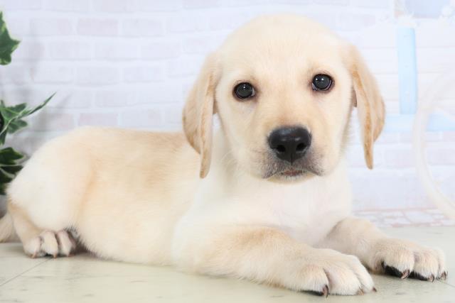 福岡県のラブラドールレトリーバー (Coo&RIKU大牟田店/2026年1月14日生まれ/男の子/イエロー)の子犬の2枚目の画像