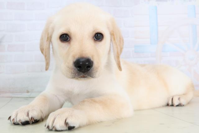 福岡県のラブラドールレトリーバー (Coo&RIKU大牟田店/2026年1月14日生まれ/男の子/イエロー)の子犬の3枚目の画像