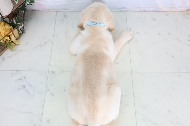 福岡県のラブラドールレトリーバー (Coo&RIKU大牟田店/2026年1月14日生まれ/男の子/イエロー)の子犬の4枚目の画像