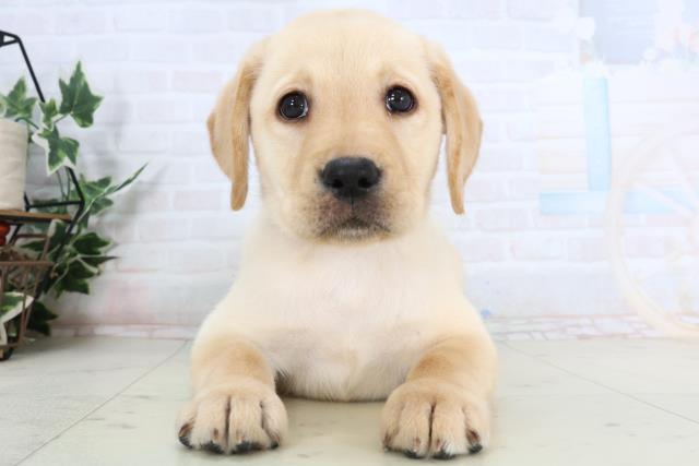 高知県のラブラドールレトリーバー (Coo&RIKU高知御座店/2026年1月14日生まれ/女の子/イエロー)の子犬の1枚目の画像