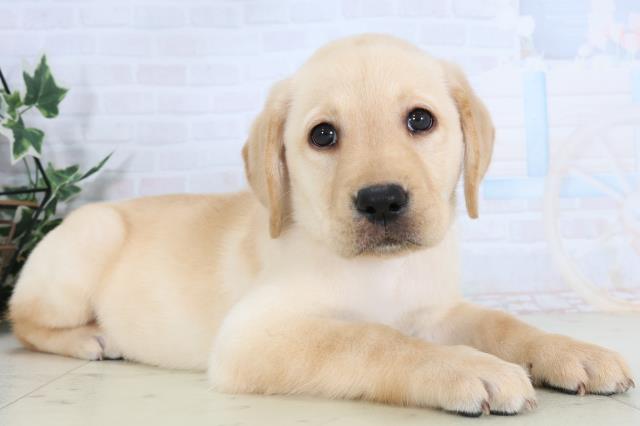 高知県のラブラドールレトリーバー (Coo&RIKU高知御座店/2026年1月14日生まれ/女の子/イエロー)の子犬の2枚目の画像
