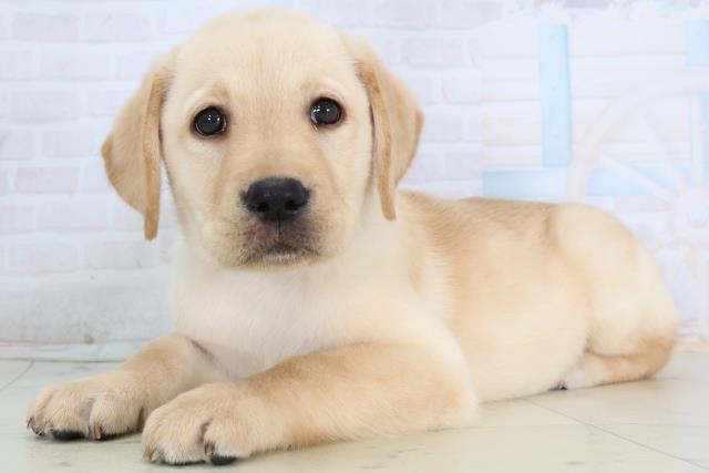 高知県のラブラドールレトリーバー (Coo&RIKU高知御座店/2026年1月14日生まれ/女の子/イエロー)の子犬の3枚目の画像