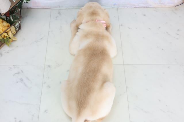 高知県のラブラドールレトリーバー (Coo&RIKU高知御座店/2026年1月14日生まれ/女の子/イエロー)の子犬の4枚目の画像