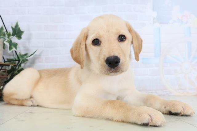 沖縄県のラブラドールレトリーバー (Coo&RIKUイオン北谷店/2026年1月14日生まれ/女の子/イエロー)の子犬の2枚目の画像
