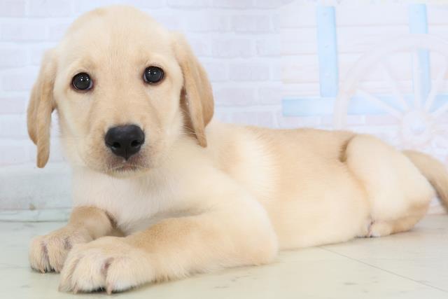 沖縄県のラブラドールレトリーバー (Coo&RIKUイオン北谷店/2026年1月14日生まれ/女の子/イエロー)の子犬の3枚目の画像