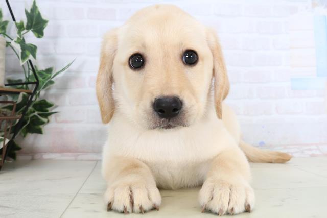 新潟県のラブラドールレトリーバー (Coo&RIKU長岡店/2026年1月14日生まれ/女の子/イエロー)の子犬
