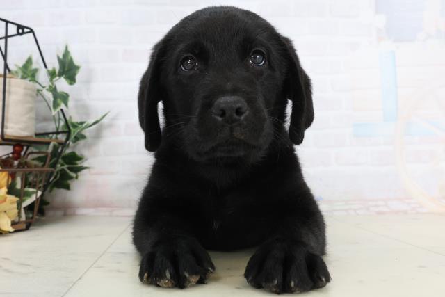 香川県のラブラドールレトリーバー (Coo&RIKU高松上福岡店/2026年1月15日生まれ/男の子/ブラック)の子犬の1枚目の画像